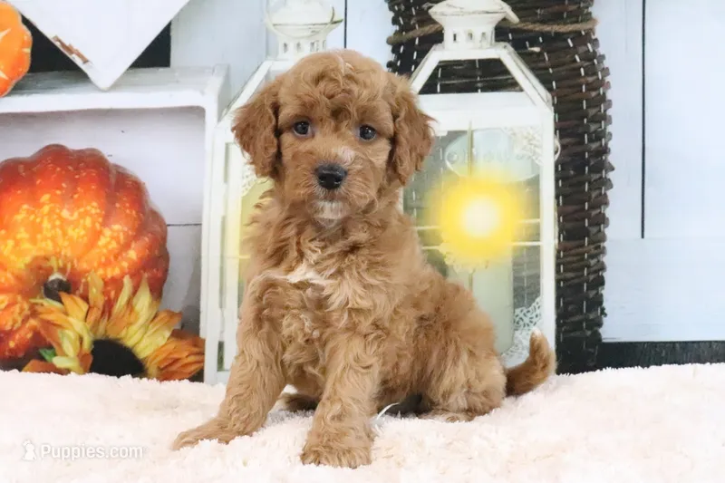 Lexi – Miniature Goldendoodle puppy for sale in Baltic, OH