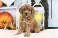 Lexi, a female Miniature Goldendoodle for sale in Baltic, OH – 1 of 4