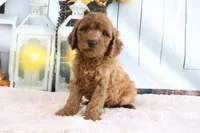 Max, a male Miniature Goldendoodle for sale in Baltic, OH – 2 of 4