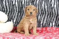 Marshall, a male Goldendoodle for sale in Baltic, OH – Photo 3 of 5