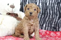 Marshall, a male Goldendoodle for sale in Baltic, OH – Photo 2 of 5