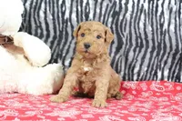 Marshall, a male Goldendoodle for sale in Baltic, OH – Photo 5 of 5