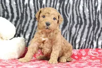 Marshall, a male Goldendoodle for sale in Baltic, OH – Photo 1 of 5