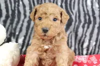 Marshall, a male Goldendoodle for sale in Baltic, OH – Photo 4 of 5