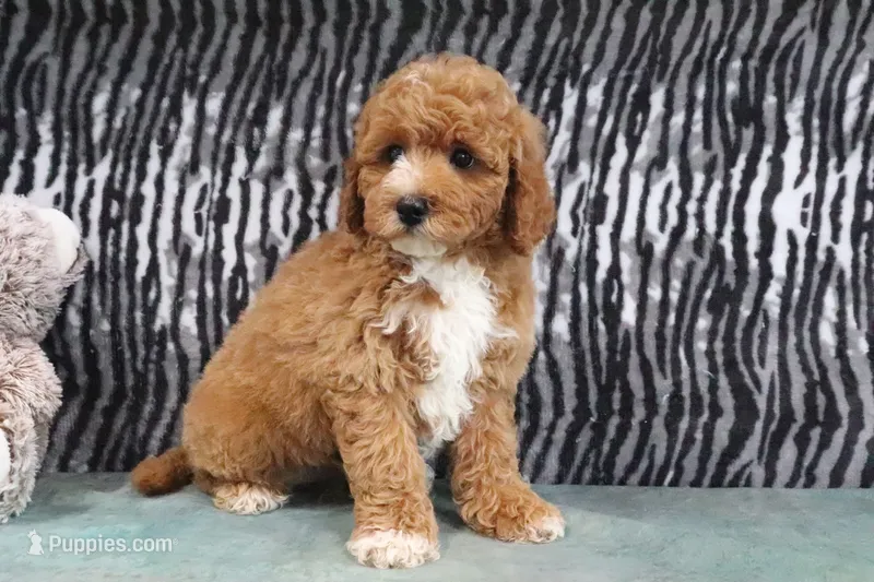Alisha – Miniature Goldendoodle puppy for sale in Baltic, OH