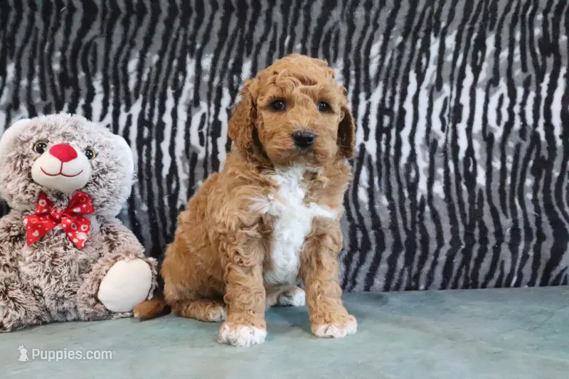 Clinton – Miniature Goldendoodle puppy for sale in Baltic, OH