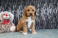 Clinton, a male Miniature Goldendoodle for sale in Baltic, OH – 1 of 4