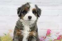 Lacey, a female Miniature Bernedoodle for sale in Baltic, OH – 2 of 4