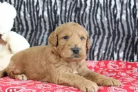 Mason, a male Goldendoodle for sale in Baltic, OH – Photo 2 of 4