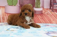 Halo, a male Miniature Goldendoodle for sale in Baltic, OH – 2 of 4