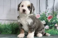 Marshall, a male Miniature Bernedoodle for sale in Baltic, OH – 3 of 5