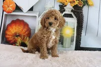 Logan, a male Miniature Goldendoodle for sale in Baltic, OH – 2 of 4
