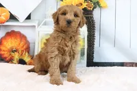 Klay, a male Miniature Goldendoodle for sale in Baltic, OH – 2 of 4