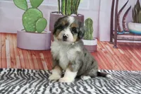 Stella, a female Miniature Bernedoodle for sale in Baltic, OH – 4 of 4