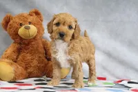 Adora, a female Miniature Goldendoodle for sale in Baltic, OH – Photo 2 of 4