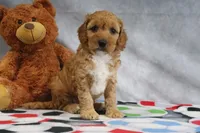 Adora, a female Miniature Goldendoodle for sale in Baltic, OH – Photo 3 of 4