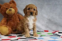 Adora, a female Miniature Goldendoodle for sale in Baltic, OH – Photo 4 of 4