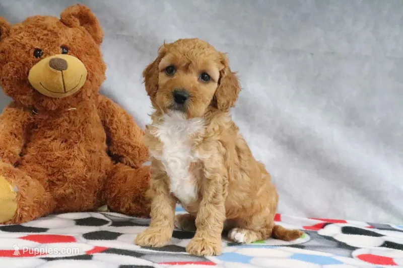 Adora – Miniature Goldendoodle puppy for sale in Baltic, OH