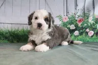 Marshall, a male Miniature Bernedoodle for sale in Baltic, OH – 5 of 5