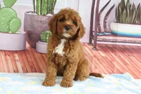 Kassie, a female Miniature Goldendoodle for sale in Baltic, OH – 4 of 4