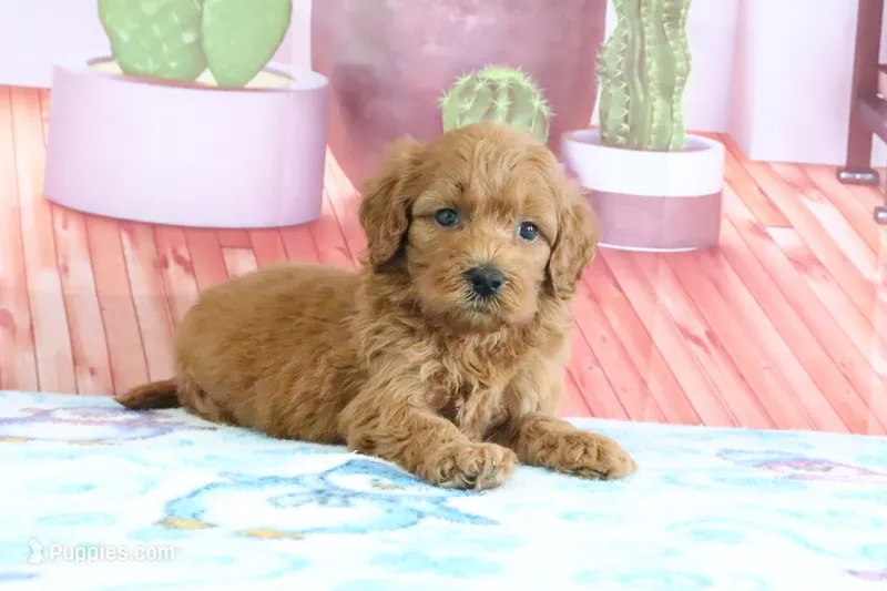 Penny – Miniature Goldendoodle puppy for sale in Baltic, OH