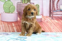 Heidi, a female Miniature Goldendoodle for sale in Baltic, OH – 3 of 4