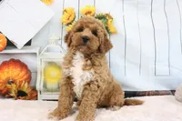 Clinton, a male Miniature Goldendoodle for sale in Baltic, OH – 6 of 8