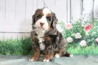 Murphy, a male Miniature Bernedoodle for sale in Baltic, OH – 1 of 4