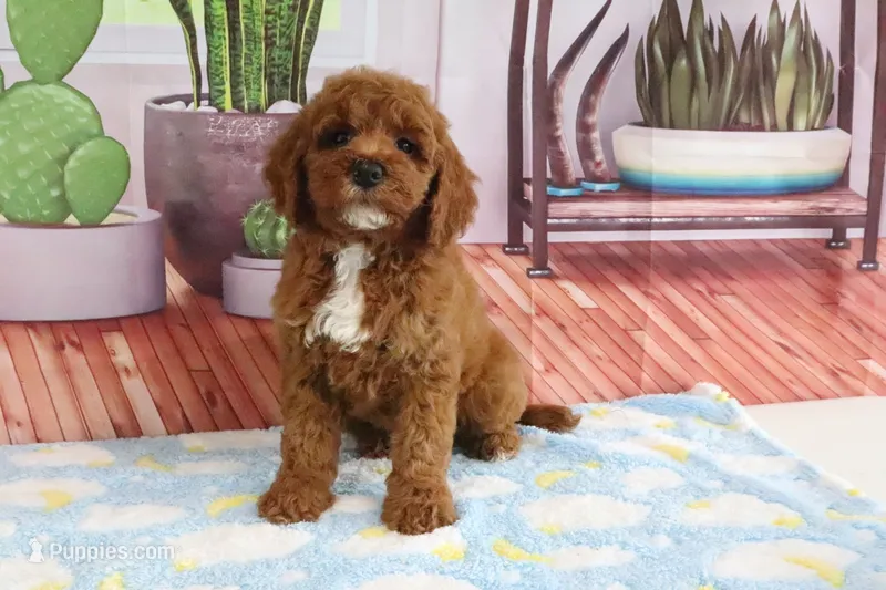 Kassie – Miniature Goldendoodle puppy for sale in Baltic, OH