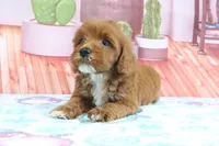 Hank, a male Miniature Goldendoodle for sale in Baltic, OH – 2 of 5