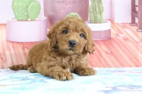 Honey, a female Miniature Goldendoodle for sale in Baltic, OH – 3 of 5