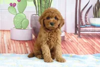 Kali, a female Miniature Goldendoodle for sale in Baltic, OH – 1 of 4