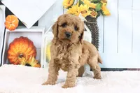Brunzo, a male Miniature Goldendoodle for sale in Baltic, OH – 3 of 4