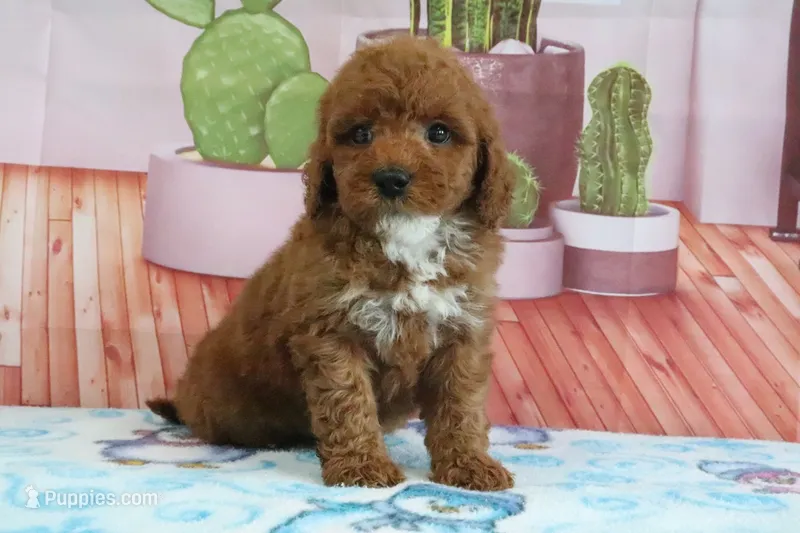 Halo – Miniature Goldendoodle puppy for sale in Baltic, OH