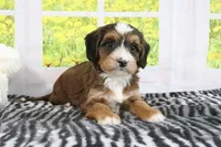 Rhett, a male Miniature Bernedoodle for sale in Baltic, OH – 4 of 4