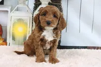FLuffy, a female Miniature Goldendoodle for sale in Baltic, OH – 4 of 4