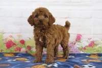 Flo, a female Miniature Goldendoodle for sale in Baltic, OH – 2 of 4