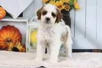 Kaiser, a male Miniature Goldendoodle for sale in Baltic, OH – 3 of 4