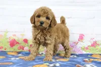Fifi, a female Miniature Goldendoodle for sale in Baltic, OH – 2 of 4