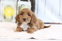 FLuffy, a female Miniature Goldendoodle for sale in Baltic, OH – 2 of 4