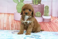 Halo, a male Miniature Goldendoodle for sale in Baltic, OH – 4 of 4
