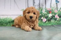 Tesa, a female Goldendoodle for sale in Baltic, OH – 2 of 4