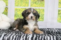 Ruby, a female Miniature Bernedoodle for sale in Baltic, OH – 2 of 5