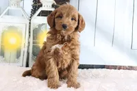 Mindy, a female Miniature Goldendoodle for sale in Baltic, OH – 4 of 4