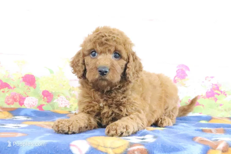 Flurry – Miniature Goldendoodle puppy for sale in Baltic, OH