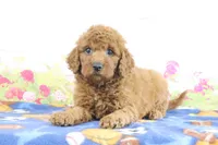 Flurry, a female Miniature Goldendoodle for sale in Baltic, OH – 1 of 4