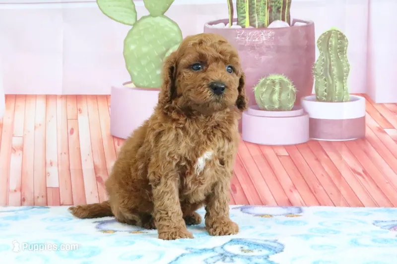Pansey – Miniature Goldendoodle puppy for sale in Baltic, OH