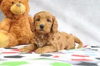 Athena, a female Miniature Goldendoodle for sale in Baltic, OH – Photo 4 of 4