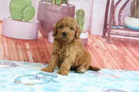 Penny, a female Miniature Goldendoodle for sale in Baltic, OH – 4 of 5