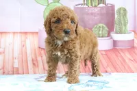 Hannah, a female Miniature Goldendoodle for sale in Baltic, OH – 2 of 4